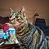 Bugsy is registered to the contest to win money with this photo: cat, tabby, pet, animal, indoor, curious, mug, table, living_room, furniture, couch, lamp, whiskers, ears, fur, closeup, eyes, household_items, cozy, background