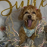 Susieq joined the competition — help win amazing prizes! animal, background_text, costume, cute, decor, dog, dress, fabric, flowers, fluffy, fur, indoors, pet, playful, portrait, ribbon, smiling, tongue, tutu, yawning