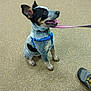 alert, animal, attentive, black_white_brown, blue_harness, companion, cute, dog, floor, footwear, indoor, leash, pet, playful, puppy, shoes, sitting, small_dog, tongue_out, waiting