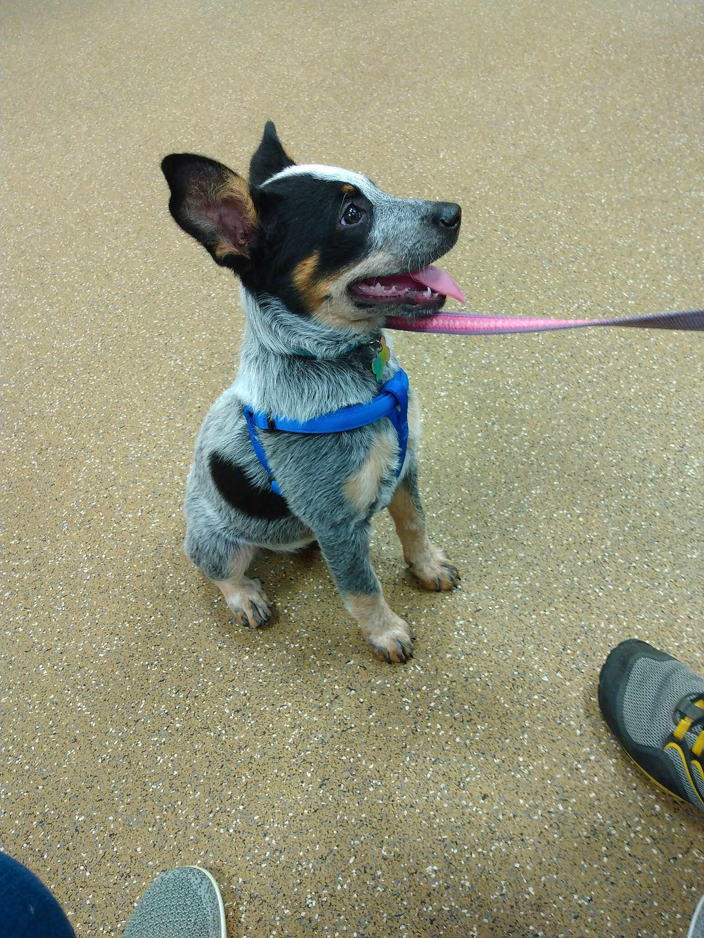 Safiro is registered to the contest to win money with this photo: dog, puppy, blue_harness, leash, floor, sitting, tongue_out, attentive, pet, indoor, footwear, shoes, black_white_brown, small_dog, cute, alert, animal, companion, waiting, playful