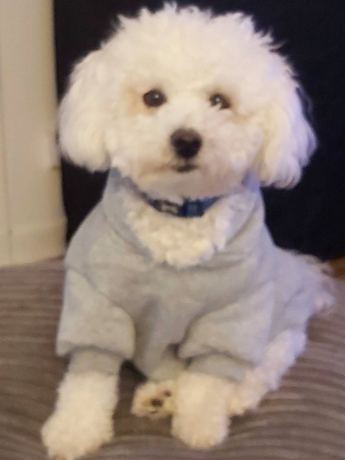 Dre is registered to the contest to win money with this photo: canidae, carnivore, companion_dog, dog, dog_breed, eye, fur, head, labradoodle, maltepoo, plant, poodle, poodle_crossbreed, puppy_love, snout, sporting_group, terrier, toy_dog, water_dog, working_animal