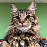 cat, tabby, fluffy, pet, collar, tag, santa, holiday, portrait, close_up, whiskers, ears, paws, indoor, green_background, cute, feline, animal, resting, looking_at_camera