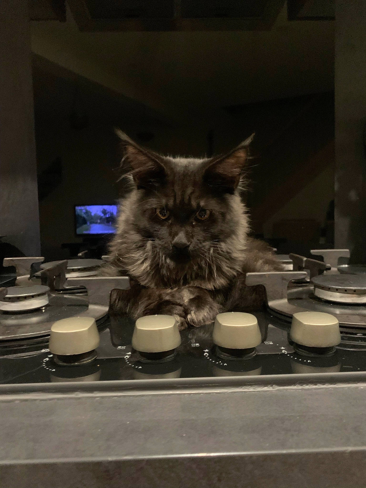 Ulysse participe au concours pour gagner de l'argent avec cette photo : canidae, carnivore, cat, darkness, dog_breed, domestic_short_haired_cat, felidae, fur, glass, grey, monochrome, monochrome_photography, plate, serveware, small_to_medium_sized_cats, snout, still_life_photography, tableware, tail, whiskers