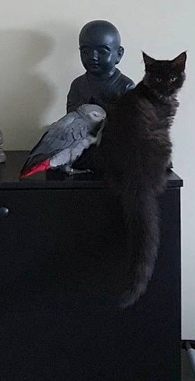 Ulysse participe au concours pour gagner de l'argent avec cette photo : bird, black_cat, carnivore, cat, claw, cockatoo, domestic_short_haired_cat, feather, felidae, fur, grey, monochrome, monochrome_photography, parrot, sitting, small_to_medium_sized_cats, snout, tail, whiskers, wing