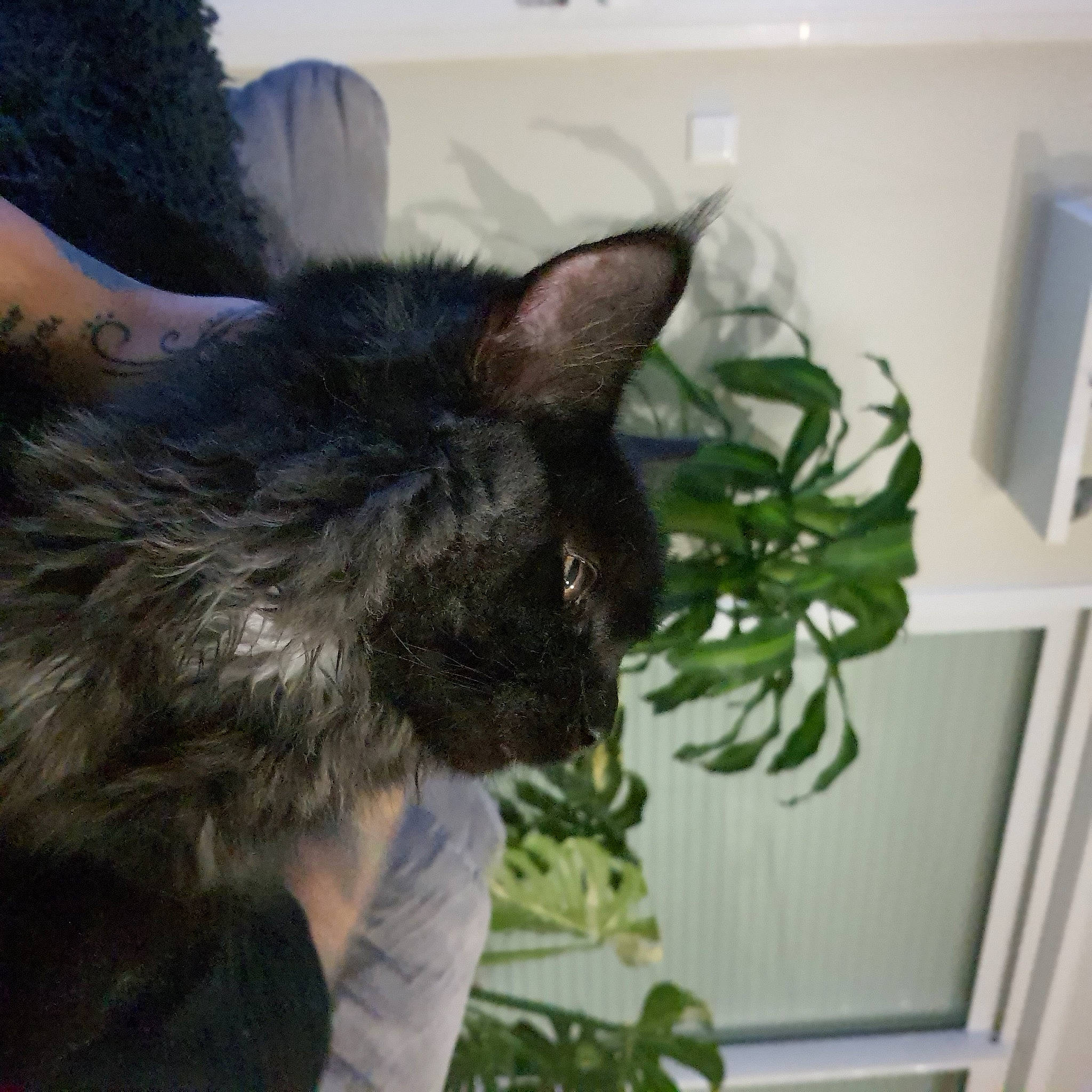 Ulysse participe au concours pour gagner de l'argent avec cette photo : black_cat, carnivore, cat, claw, dog_breed, domestic_short_haired_cat, felidae, flowerpot, fur, grass, herb, houseplant, plant, small_to_medium_sized_cats, tail, tree, whiskers, window