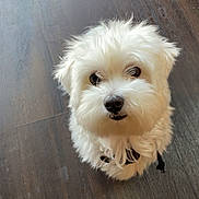 Tyson is registered to the contest to win money with this photo: dog, white_dog, fluffy, pet, cute, indoor, wooden_floor, looking_up, small_dog, fur, animal, companion, adorable, curious, domestic_animal, mammal, cute_pet, friendly, house_pet, portrait