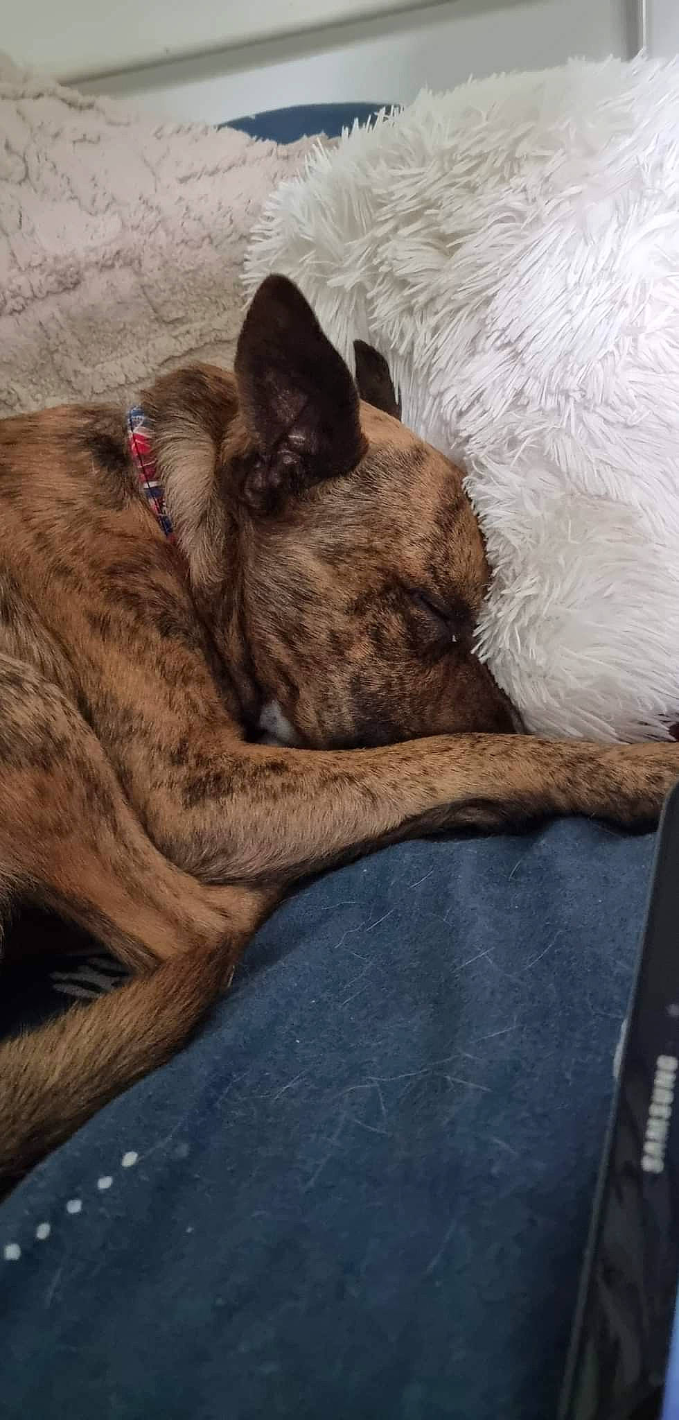 Sony a rejoint le concours — aidez-le/la à gagner de superbes lots ! canidae, carnivore, cloud, comfort, companion_dog, dog, dog_breed, fawn, felidae, fur, liver, nap, pug, small_to_medium_sized_cats, snout, sporting_group, tail, whiskers, wood, wrinkle