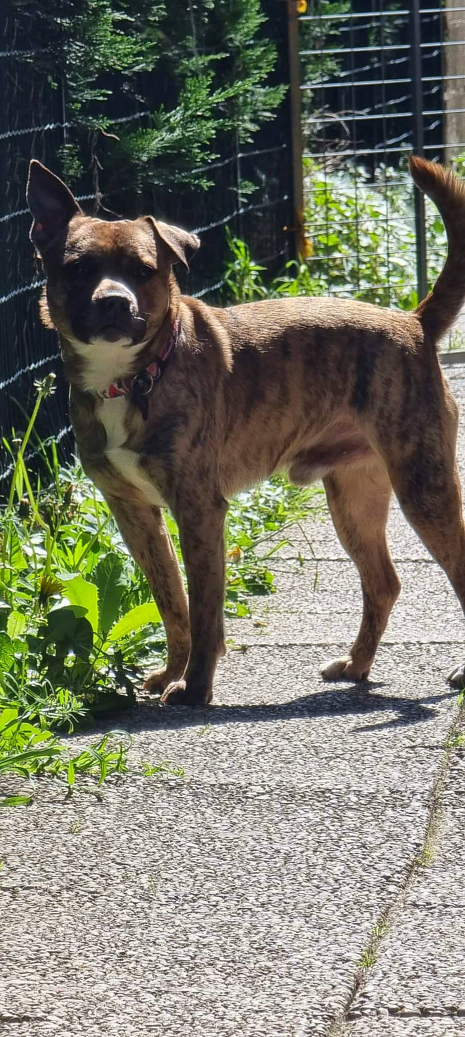 Sony participe au concours pour gagner de l'argent avec cette photo : canidae, carnivore, collar, companion_dog, dog, dog_breed, dog_collar, dog_supply, fawn, fence, grass, liver, plant, snout, sporting_group, tail, terrestrial_animal, tree, working_animal, working_dog