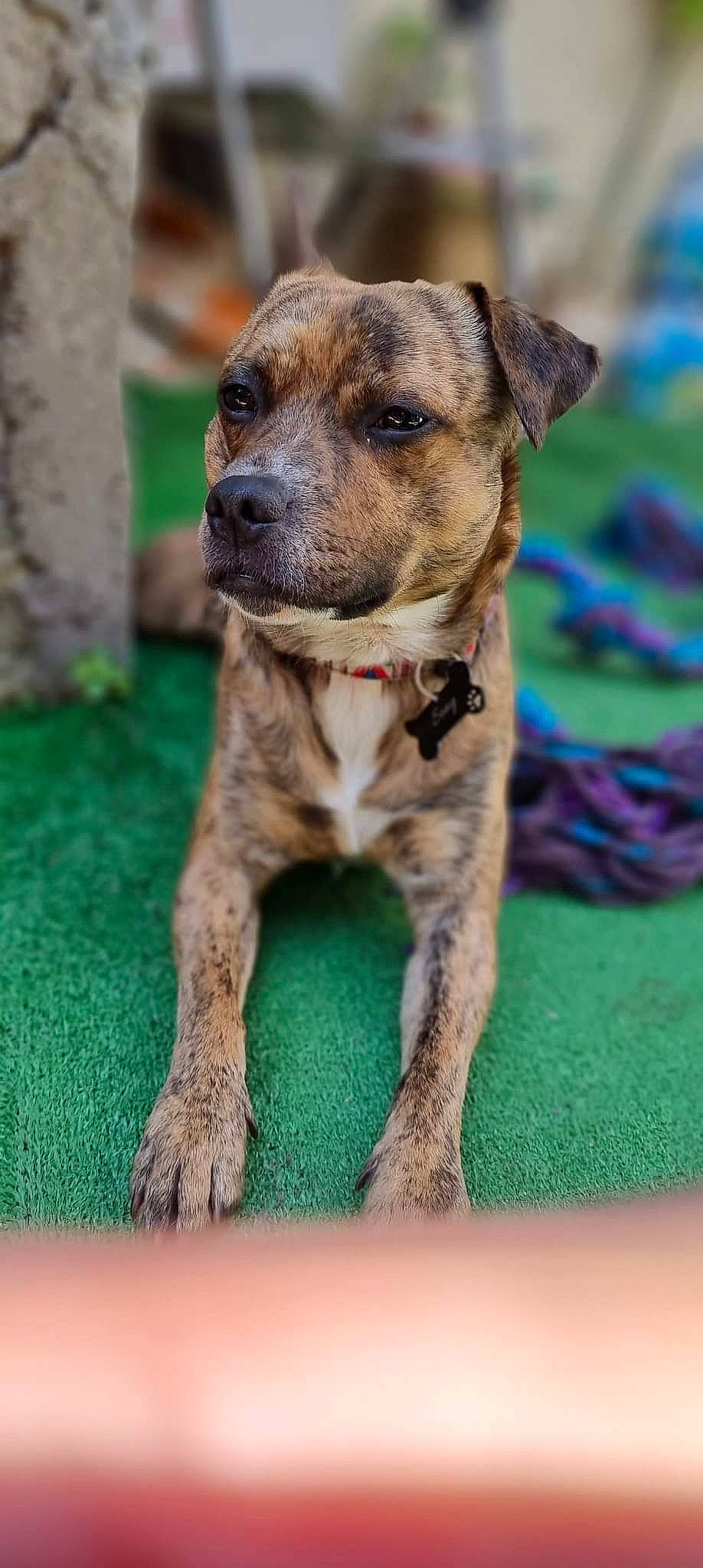 Sony a rejoint le concours — aidez-le/la à gagner de superbes lots ! ancient_dog_breeds, art, canidae, carnivore, collar, companion_dog, dog, dog_breed, dog_collar, dogo_sardesco, grass, guard_dog, non_sporting_group, plant, street_dog, terrestrial_animal, whiskers, working_animal, working_dog, wrinkle