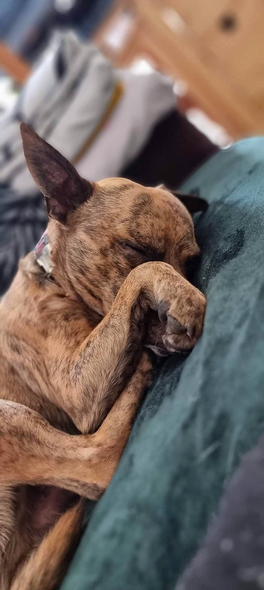 Sony participe au concours pour gagner de l'argent avec cette photo : canidae, carnivore, close_up, comfort, companion_dog, dog, dog_breed, ear, fawn, felidae, fur, liver, mammal, snout, sporting_group, terrestrial_animal, whiskers, wood, working_animal, wrinkle