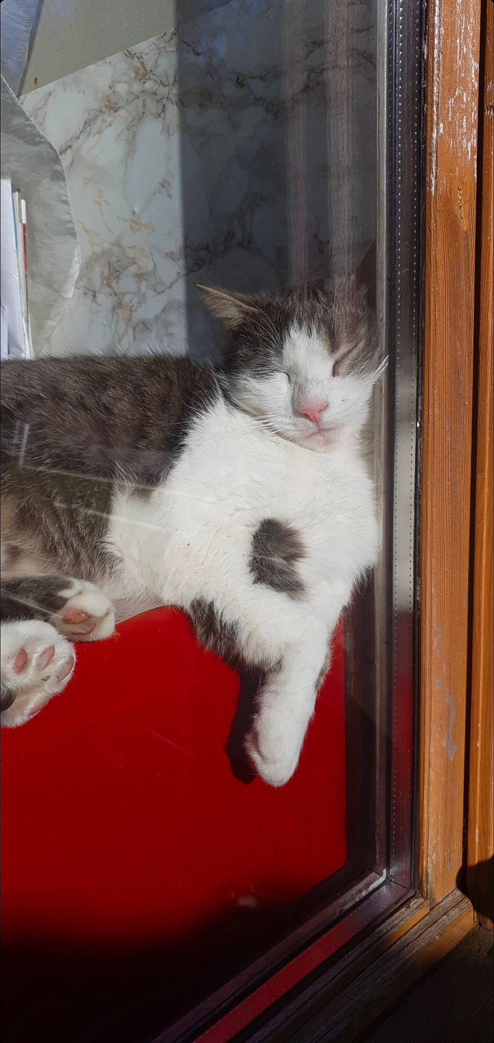 Rosalie a rejoint le concours — aidez-le/la à gagner de superbes lots ! carmine, carnivore, cat, cat_supply, claw, comfort, domestic_short_haired_cat, door, felidae, flooring, fur, hardwood, paw, pet_supply, small_to_medium_sized_cats, snout, tail, whiskers, window, wood