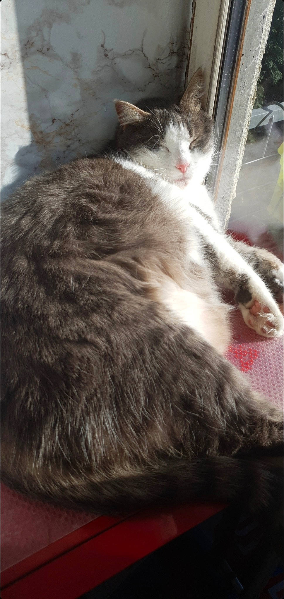 Rosalie a rejoint le concours — aidez-le/la à gagner de superbes lots ! box, carnivore, cat, claw, domestic_short_haired_cat, felidae, fur, grey, paw, small_to_medium_sized_cats, tail, whiskers, window