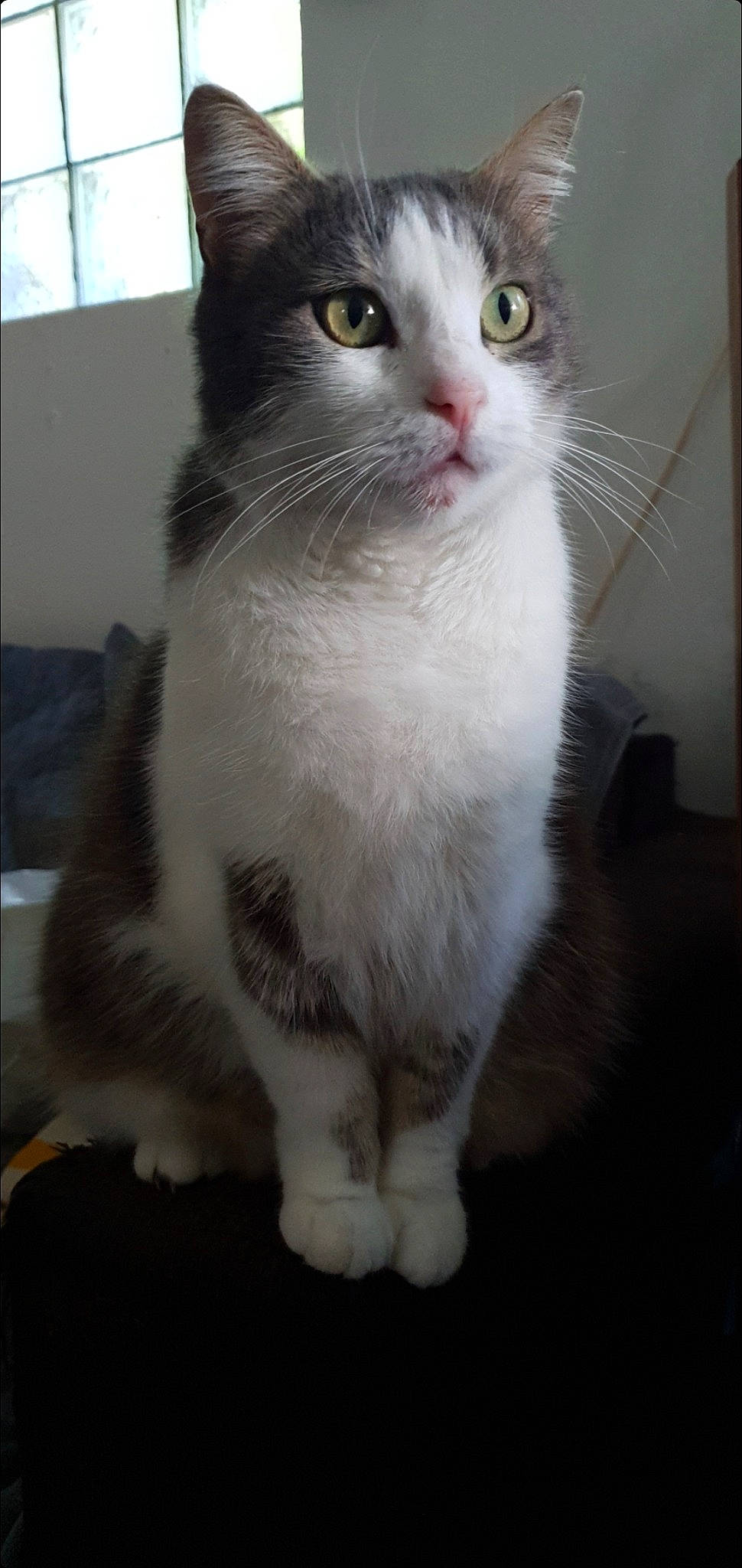 Rosalie participe au concours pour gagner de l'argent avec cette photo : carnivore, cat, claw, domestic_short_haired_cat, door, felidae, fur, iris, paw, small_to_medium_sized_cats, snout, tail, whiskers, window