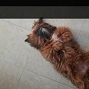 Sosa joined the competition — help win amazing prizes! dog, brown_fur, fluffy, lying_down, floor, tile_floor, pet, relaxed, playful, indoor, paw, belly, fur, shoe, casual, home, animal, cute, resting, companion