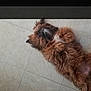 dog, brown_fur, fluffy, lying_down, floor, tile_floor, pet, relaxed, playful, indoor, paw, belly, fur, shoe, casual, home, animal, cute, resting, companion