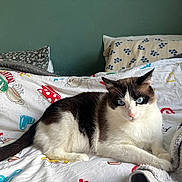 Tiako a rejoint le concours — aidez-le/la à gagner de superbes lots ! bed, blanket, blue_eyes, brown_fur, cat, closeup, comfort, cozy, decor, domestic_animal, feline, fur_pattern, indoor, lying_down, pet, pillow, relaxed, resting, soft_texture, white_fur