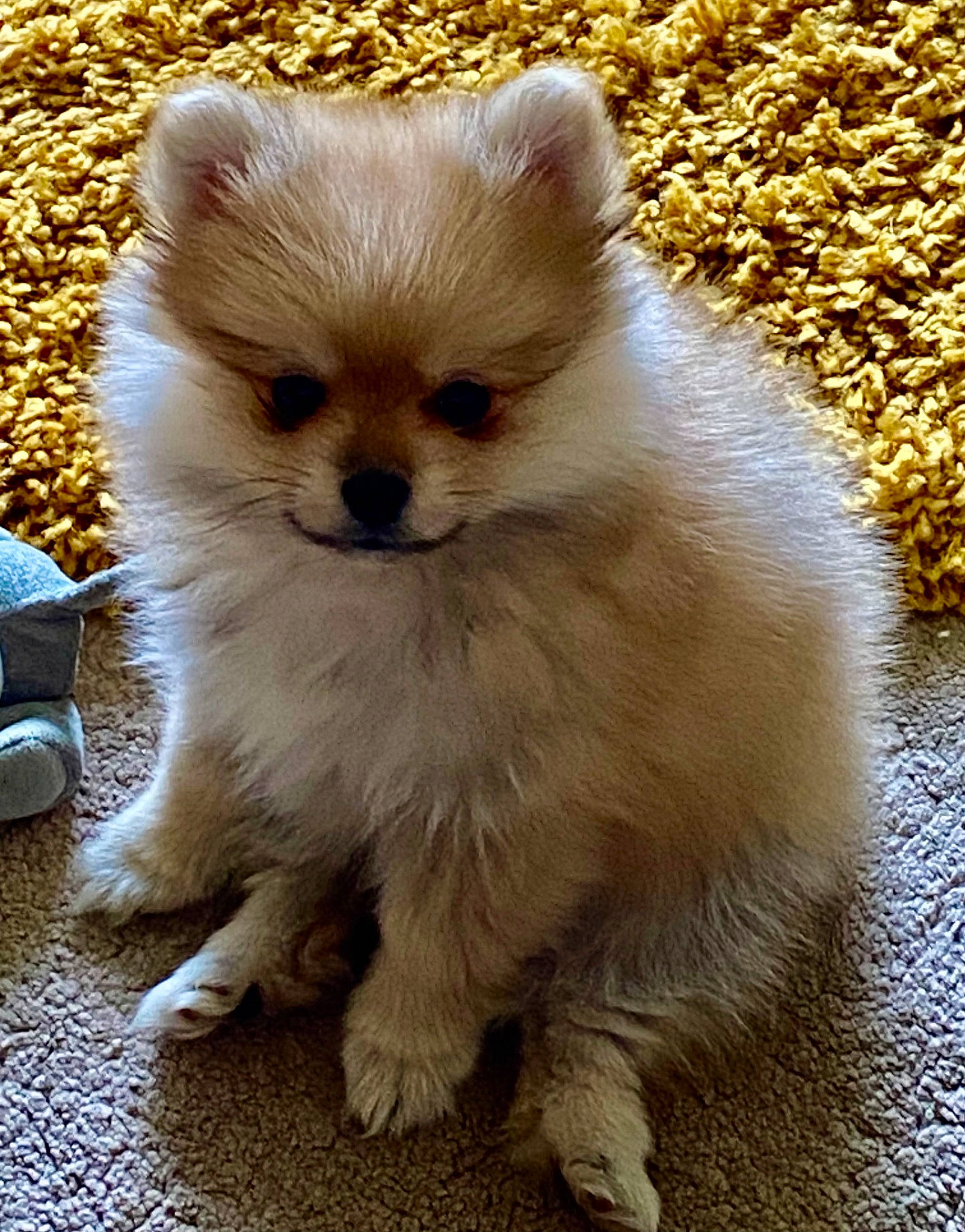 Chewee joined the competition — help win amazing prizes! carnivore, companion_dog, dog_breed, fawn, fur, plant, snout, terrestrial_animal, whiskers, wildlife