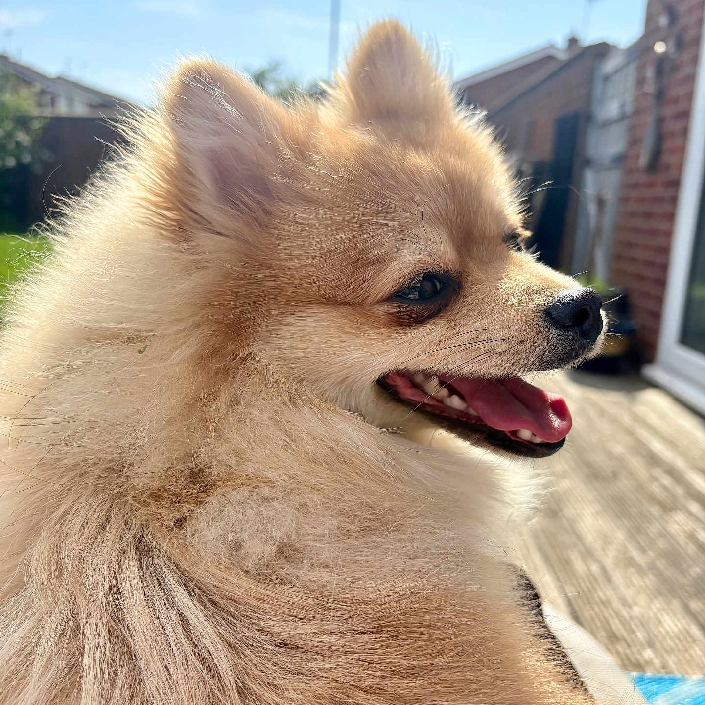 Chewee is registered to the contest to win money with this photo: animal, bodypart, brick, canine, chihuahua, cockerspaniel, dog, eskimodog, fox, husky, mouth, papillon, person, pet, puppy, snout, teeth, terrier, tongue, whitedog