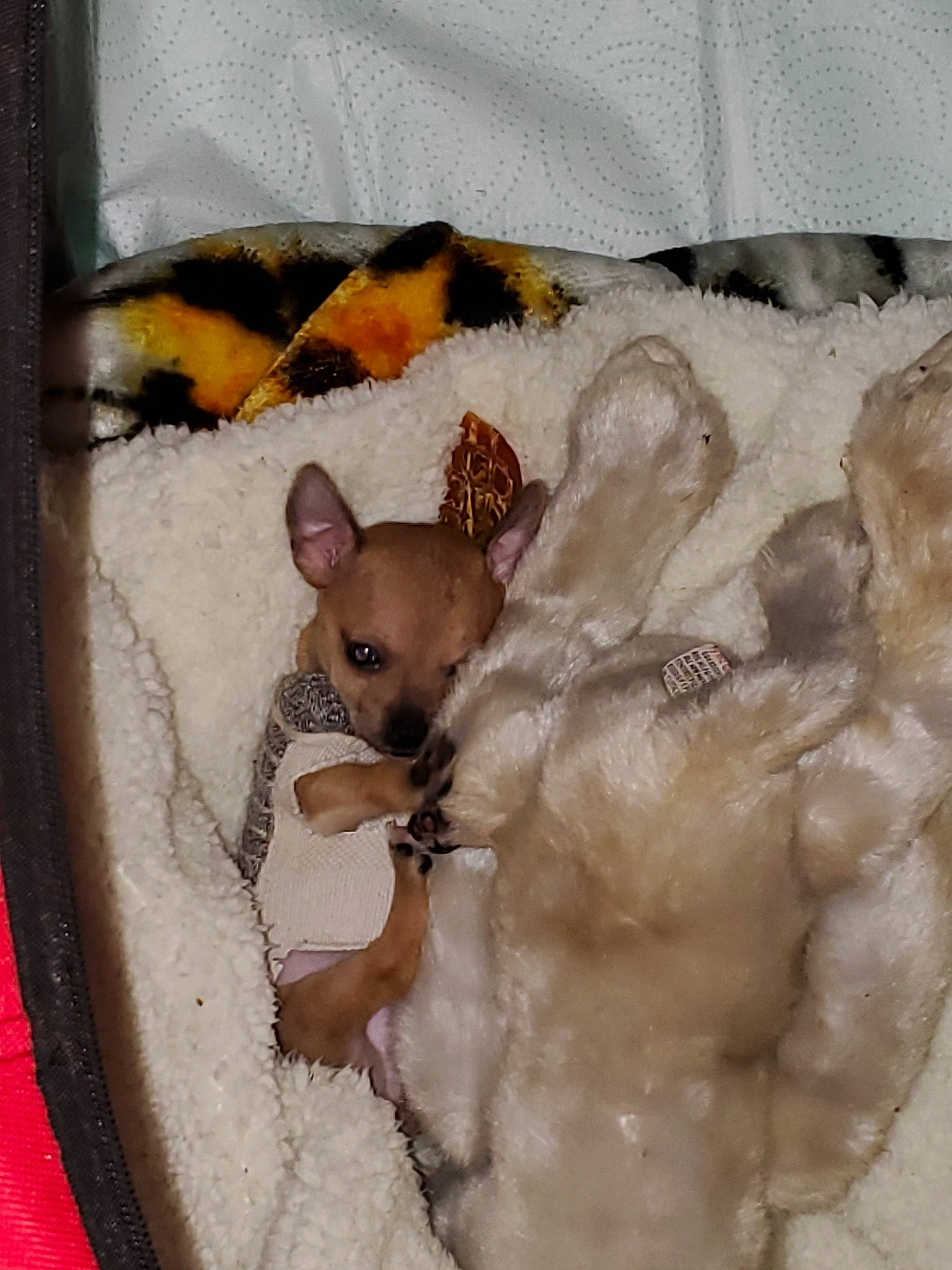 Skeeter is registered to the contest to win money with this photo: american_hairless_terrier, canidae, carnivore, chihuahua, companion_dog, dog, dog_breed, fawn, mammal, puppy, russkiy_toy, snout, toy_dog