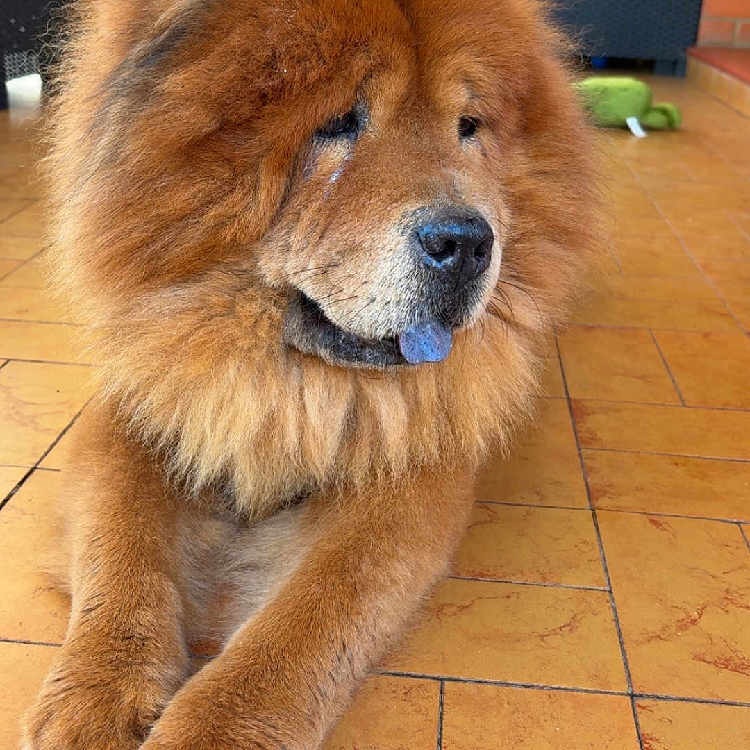 Balou