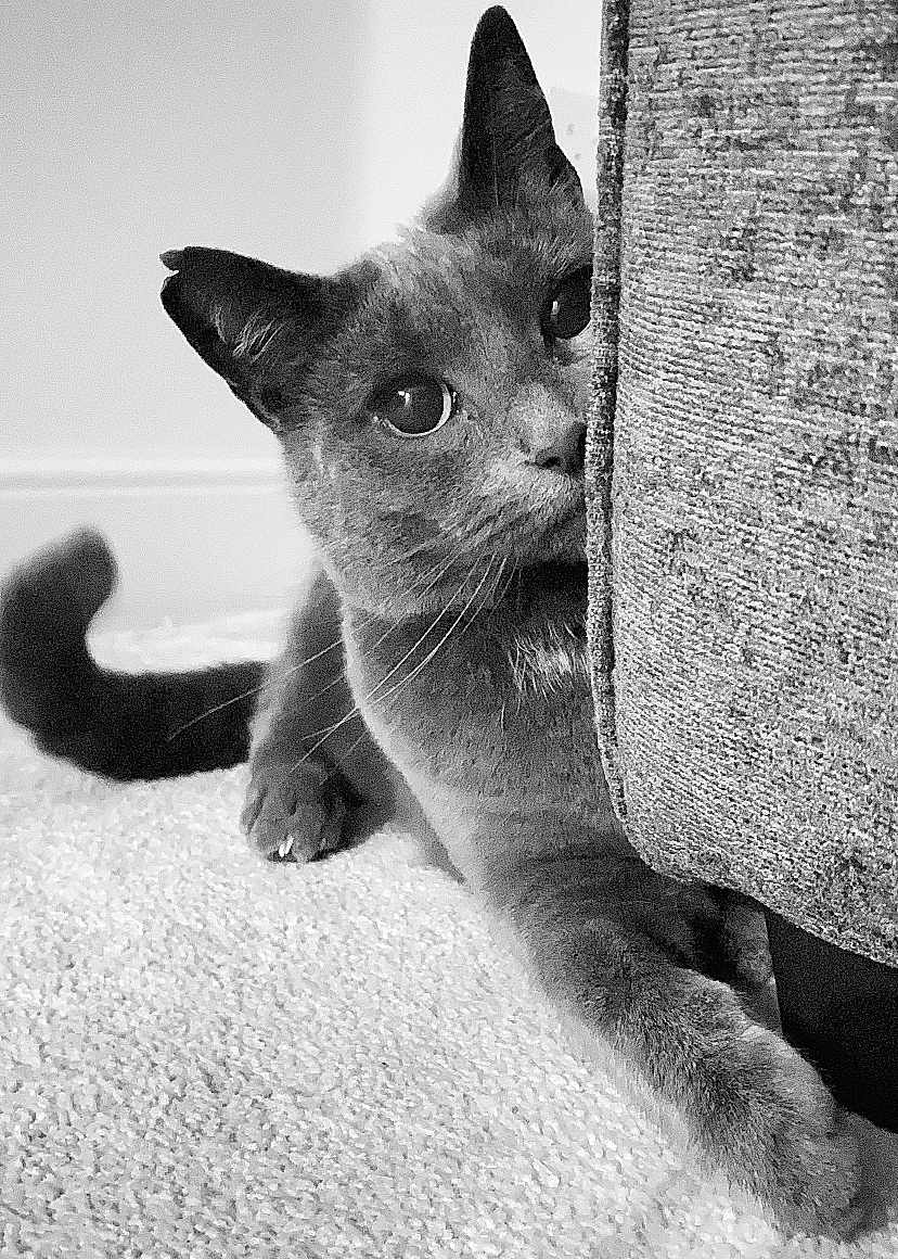 Tilly