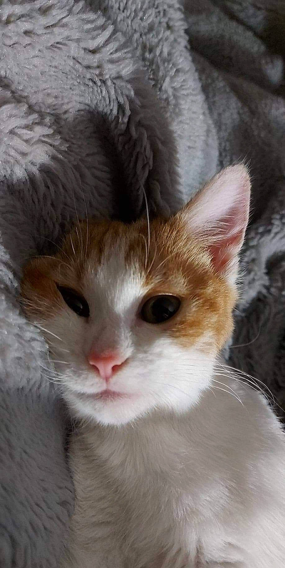 Salsa participe au concours pour gagner de l'argent avec cette photo : carnivore, cat, claw, domestic_short_haired_cat, eye, fawn, felidae, fur, head, iris, nose, paw, pet_supply, small_to_medium_sized_cats, snout, tail, terrestrial_animal, tree, whiskers, window