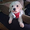 Snow is registered to the contest to win money with this photo: dog, white_dog, curly_fur, pet, animal, headphones, harness, red_harness, couch, sofa, living_room, indoor, sitting, lying_down, fluffy, long_ears, black_nose, portrait, funny, music