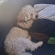 Snow is registered to the contest to win money with this photo: dog, pet, curly_hair, small_dog, white_dog, cream_fur, sleeping, relaxed, lying_down, lap, person, car, car_interior, seatbelt, pillow, blanket, sunlight, cozy, fluffy, companion_animal