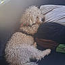 dog, pet, curly_hair, small_dog, white_dog, cream_fur, sleeping, relaxed, lying_down, lap, person, car, car_interior, seatbelt, pillow, blanket, sunlight, cozy, fluffy, companion_animal