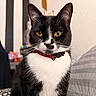 animal, black_and_white, cat, close_up, collar, cute, domestic_cat, feline, focused, fur, golden_eyes, household, indoor, looking_at_camera, pet, portrait, sitting, striped_background, tuxedo_cat, whiskers