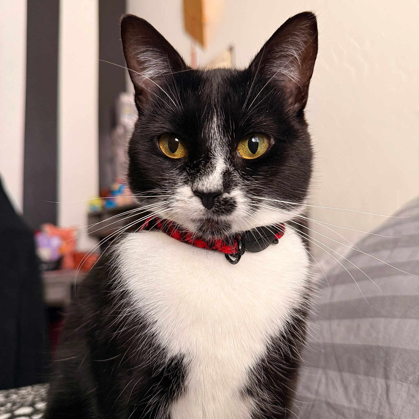 Mimi