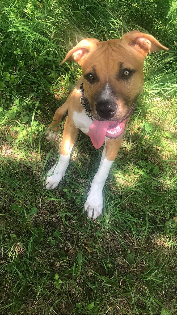 Diésel participe au concours pour gagner de l'argent avec cette photo : canidae, carnivore, companion_dog, dog, dog_breed, fawn, grass, hunting_dog, plant, sporting_group, terrestrial_animal, terrestrial_plant, working_animal, working_dog