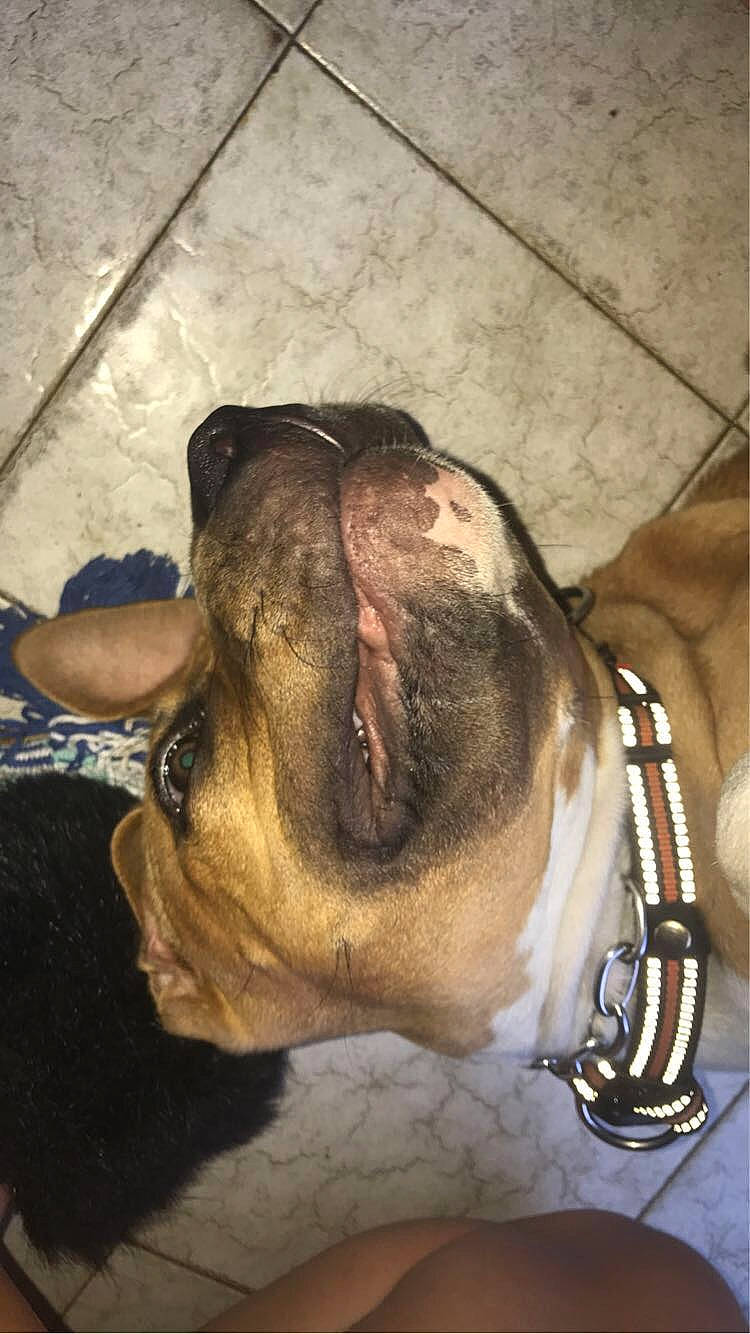 Diésel participe au concours pour gagner de l'argent avec cette photo : canidae, carnivore, collar, comfort, companion_dog, dog, dog_breed, ear, fawn, fur, jaw, liver, metal, pet_supply, snout, sporting_group, terrestrial_animal, whiskers, working_animal, wrinkle