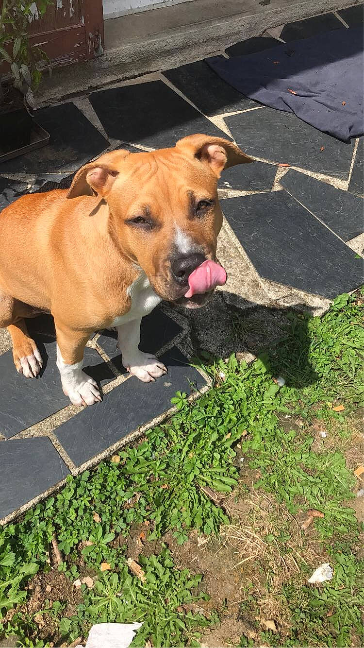 Diésel a rejoint le concours — aidez-le/la à gagner de superbes lots ! canidae, carnivore, collar, companion_dog, dog, dog_breed, dog_collar, dog_supply, fawn, grass, groundcover, liver, plant, sidewalk, snout, sporting_group, whiskers, working_animal, working_dog, wrinkle