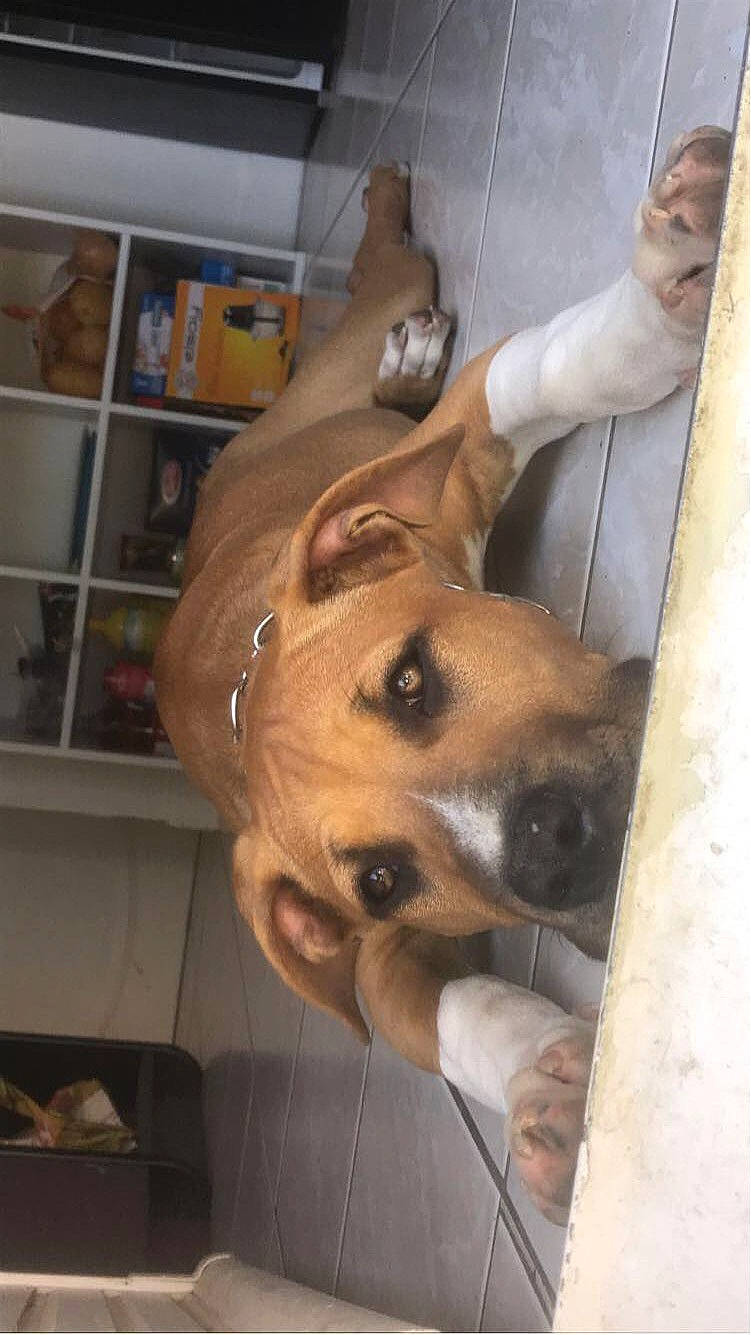 Diésel participe au concours pour gagner de l'argent avec cette photo : canidae, carnivore, companion_dog, dog, dog_breed, ear, fawn, flooring, fur, jaw, non_sporting_group, shelf, snout, sporting_group, whiskers, working_animal