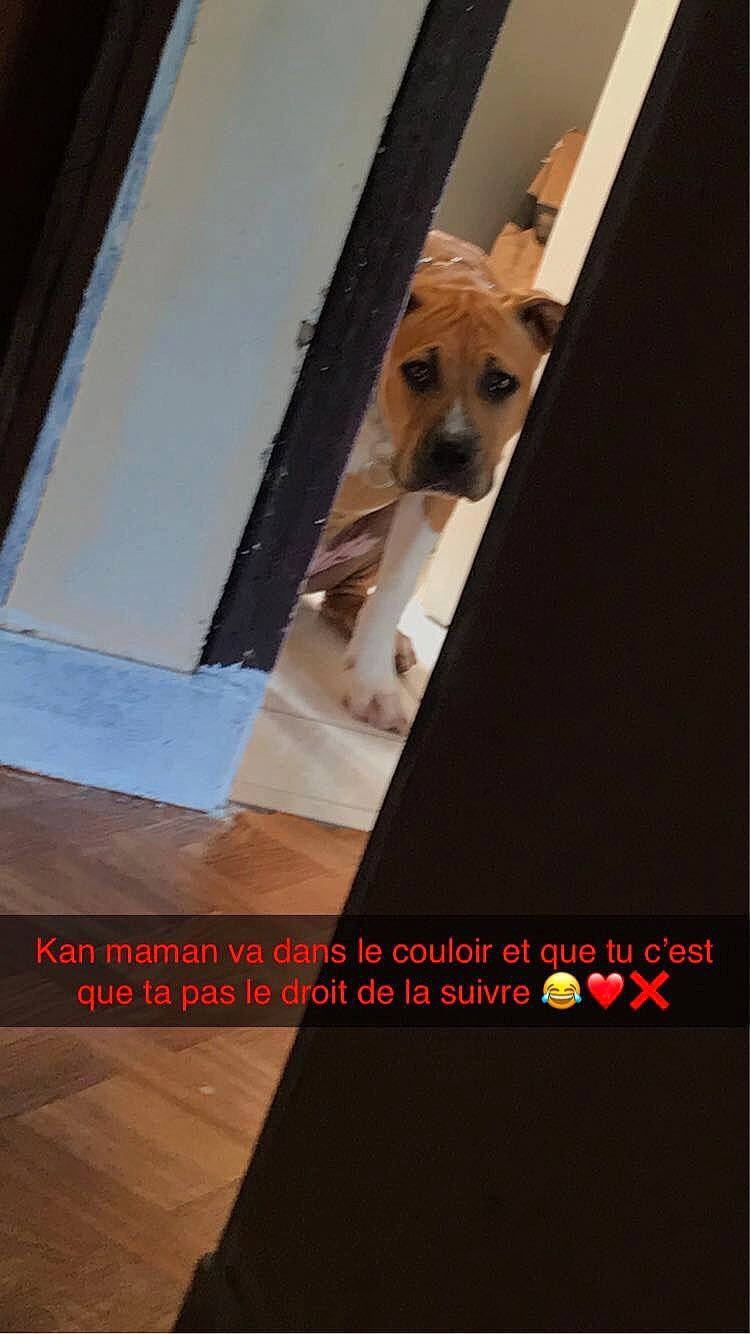 Diésel a rejoint le concours — aidez-le/la à gagner de superbes lots ! advertising, brand, carnivore, companion_dog, dog, dog_breed, dog_supply, flooring, font, hardwood, pet_supply, photo_caption, rectangle, room, stairs, toy_dog, wood, wood_flooring, wood_stain, working_animal