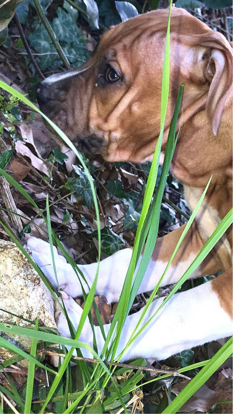 Diésell a rejoint le concours — aidez-le/la à gagner de superbes lots ! animal_shelter, canidae, carnivore, companion_dog, dog, dog_breed, fawn, fur, grass, liver, organism, pet_supply, plant, snout, sporting_group, terrestrial_animal, terrestrial_plant, whiskers, wildlife, working_animal