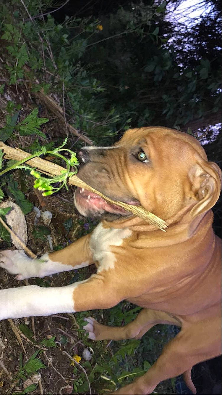 Diésell a rejoint le concours — aidez-le/la à gagner de superbes lots ! canidae, carnivore, companion_dog, dog, dog_breed, fawn, grass, hound, liver, molosser, plant, snout, sporting_group, terrestrial_animal, terrestrial_plant, vertebrate, whiskers, working_animal, working_dog, wrinkle