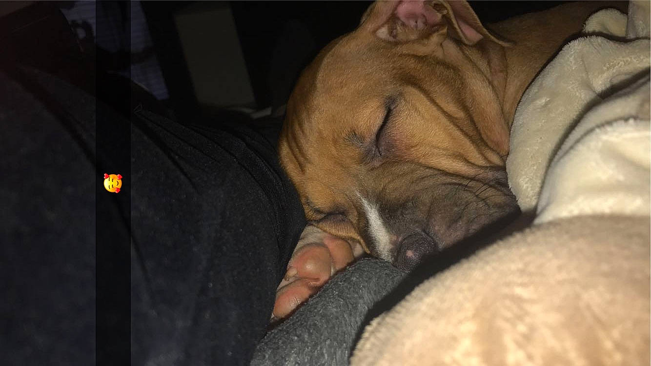 Diésell participe au concours pour gagner de l'argent avec cette photo : bulldog, canidae, carnivore, comfort, companion_dog, darkness, dog, dog_breed, fawn, felidae, fur, guard_dog, nap, sleep, snout, sporting_group, terrestrial_animal, toy_dog, whiskers, wrinkle