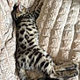 Jinx participe au concours pour gagner de l'argent avec cette photo : kitten, cat, animal, pet, sleeping, resting, fur, spotted, striped, tail, paw, cozy, blanket, soft, indoor, cute, relaxed, mammal, feline, young