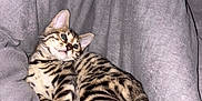 Jinx a rejoint le concours — aidez-le/la à gagner de superbes lots ! kitten, cat, tabby, striped_fur, pet, animal, feline, relaxed, gray_background, soft_texture, couch, indoor, whiskers, tail, ears, paws, cute, young_animal, resting, cozy