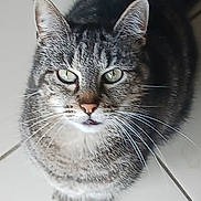 Pirate a rejoint le concours — aidez-le/la à gagner de superbes lots ! animal, cat, closeup, cute, domestic, ears, eyes, feline, floor, fur, indoor, looking_up, mammal, nose, pet, portrait, sitting, striped, tabby, whiskers