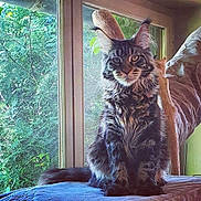 Pascha participe au concours pour gagner de l'argent avec cette photo : cat, maine_coon, indoor, window, greenery, feline, pet, fur, ears, tail, blanket, nature, animal, domestic_cat, portrait, sitting, house, sunlight, wood, relaxed