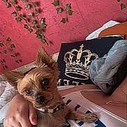 Princesse a rejoint le concours — aidez-le/la à gagner de superbes lots ! dog, small_dog, pet, person, hand, ivy, pink_wall, crown_pillow, white_tank_top, indoor, cozy, fur, collar, resting, cute, animal, comfortable, portrait, texture, casual