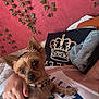 dog, small_dog, pet, person, hand, ivy, pink_wall, crown_pillow, white_tank_top, indoor, cozy, fur, collar, resting, cute, animal, comfortable, portrait, texture, casual