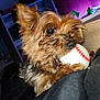 Princesse participe au concours pour gagner de l'argent avec cette photo : dog, pet, indoor, toy, baseball, small_dog, fur, brown_fur, black_fur, close_up, playing, cute, animal, nose, ears, whiskers, wooden_surface, blanket, relaxing, cozy