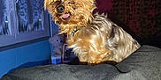 Princesse a rejoint le concours — aidez-le/la à gagner de superbes lots ! dog, yorkshire_terrier, pet, indoor, blanket, window, curtain, teddy_bear, fur, small_dog, tongue_out, flash, portrait, cute, animal, companion, domestic, fur_texture, ears, sitting