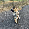 dog, german_shepherd, leash, plush_toy, side_view, sitting, paved_path, rural, dry_bushes, fields, cloudy_sky, outdoor, animal, pet, nature, walking, tongue_out, canine, daytime, scenic