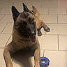 dog, tongue_out, toy, blue_toy, floor, tile_floor, shoe_rack, shoes, curtain, indoor, pet, canine, brown_dog, black_muzzle, ears_up, lying_down, playful, domestic, animal, companion