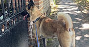 Thanos participe au concours pour gagner de l'argent avec cette photo : dog, leash, sidewalk, brick_wall, gate, tree, shadow, sunlight, outdoor, path, canine, curious, walking, nature, greenery, pavement, daytime, pet, animal, fence